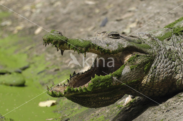 Nile Crocodile (Crocodylus niloticus)