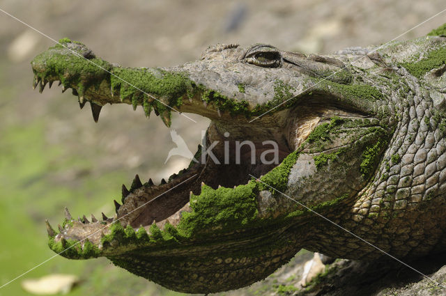 Nijlkrokodil (Crocodylus niloticus)