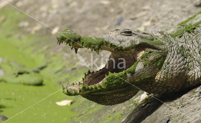 Nijlkrokodil (Crocodylus niloticus)