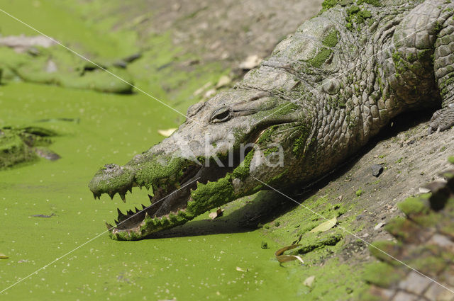 Nijlkrokodil (Crocodylus niloticus)