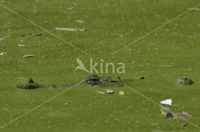 Nile Crocodile (Crocodylus niloticus)