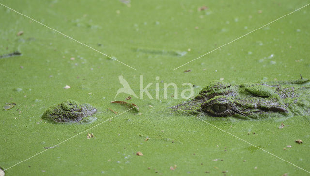 Nile Crocodile (Crocodylus niloticus)