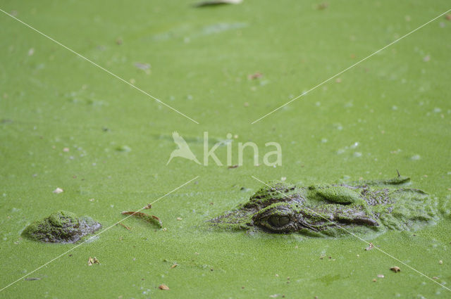 Nile Crocodile (Crocodylus niloticus)