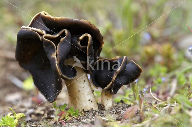 Nonnenkapkluifzwam (Helvella spadicea)