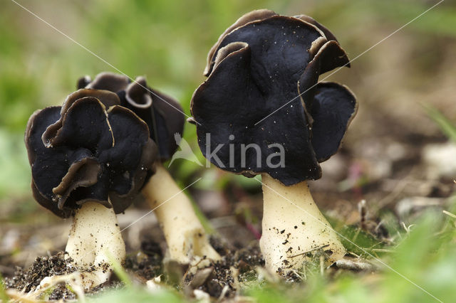 Nonnenkapkluifzwam (Helvella spadicea)