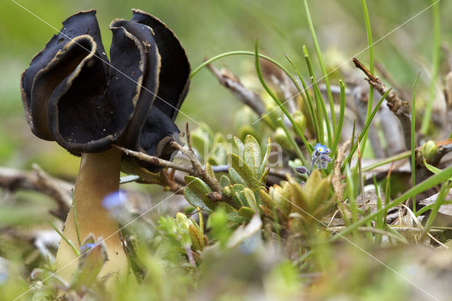 Nonnenkapkluifzwam (Helvella spadicea)