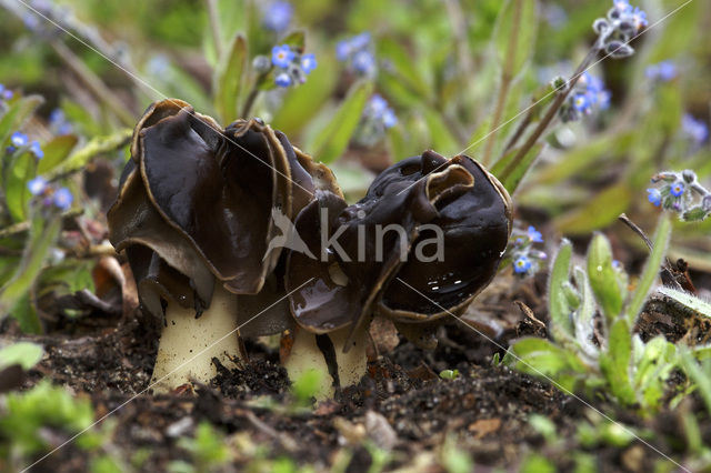 Helvella spadicea