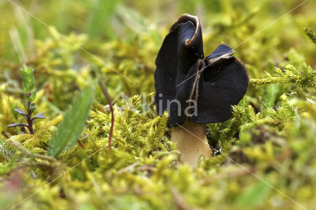Nonnenkapkluifzwam (Helvella spadicea)