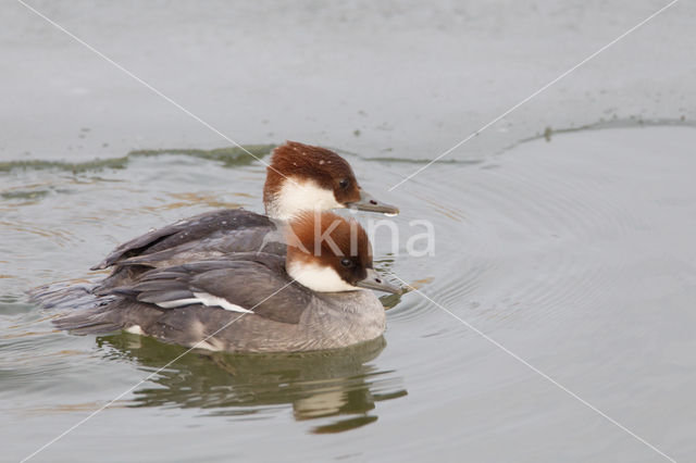 Smew (Mergellus albellus)