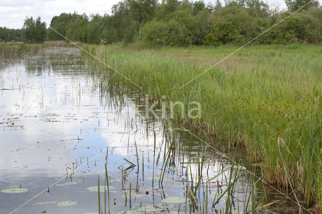 Siberian winter Damselfly (Sympecma paedisca)