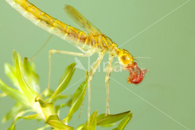 Siberian winter Damselfly (Sympecma paedisca)