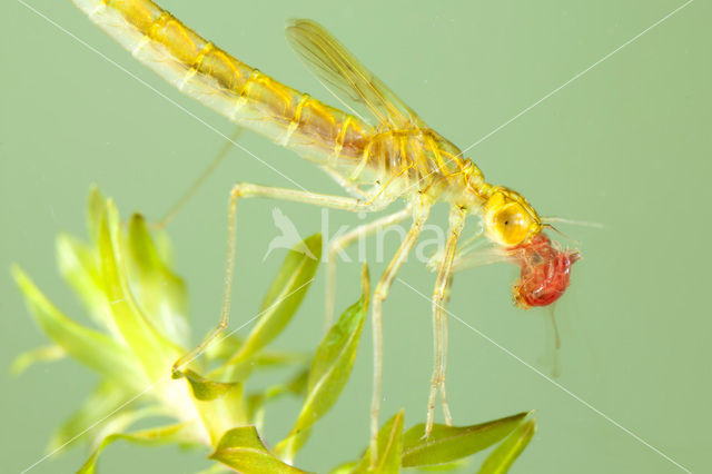 Siberian winter Damselfly (Sympecma paedisca)