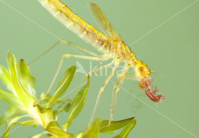 Noordse winterjuffer (Sympecma paedisca)