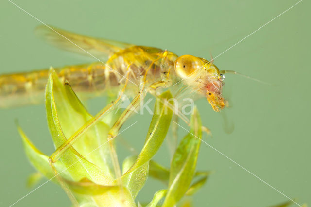 Noordse winterjuffer (Sympecma paedisca)