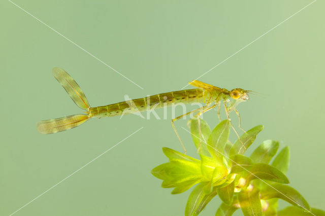 Siberian winter Damselfly (Sympecma paedisca)