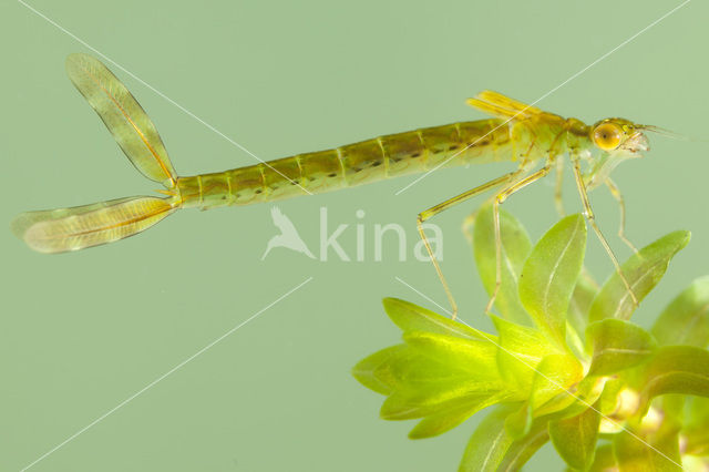 Noordse winterjuffer (Sympecma paedisca)