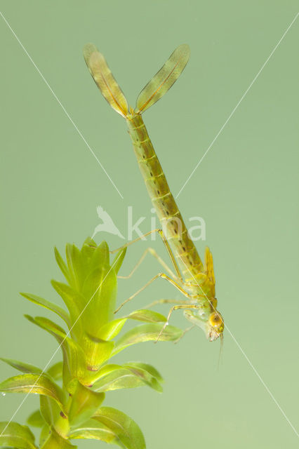 Noordse winterjuffer (Sympecma paedisca)