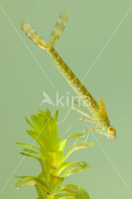 Noordse winterjuffer (Sympecma paedisca)