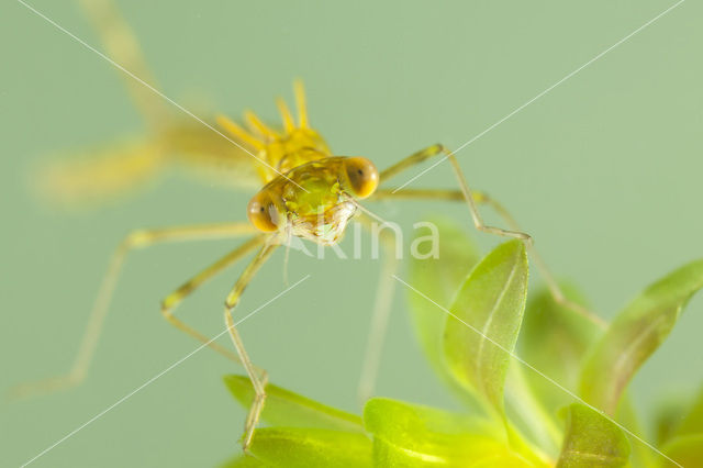 Noordse winterjuffer (Sympecma paedisca)