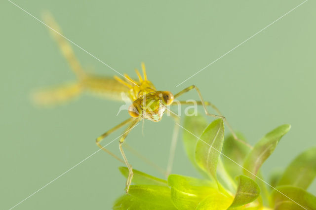 Noordse winterjuffer (Sympecma paedisca)