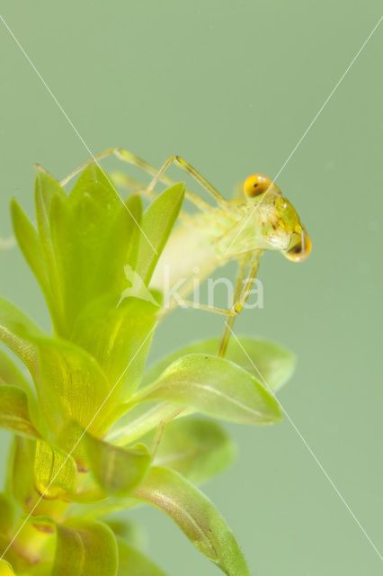 Siberian winter Damselfly (Sympecma paedisca)