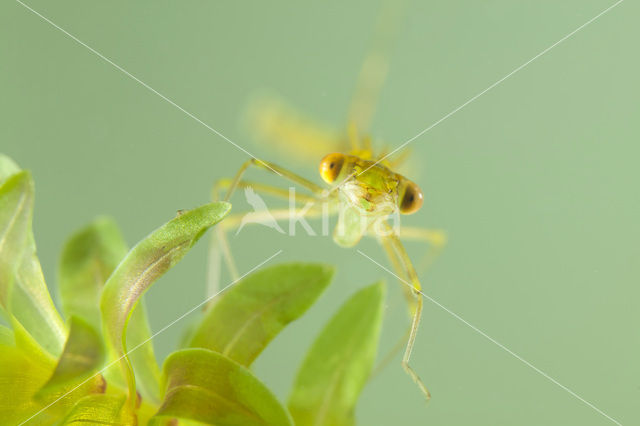 Noordse winterjuffer (Sympecma paedisca)