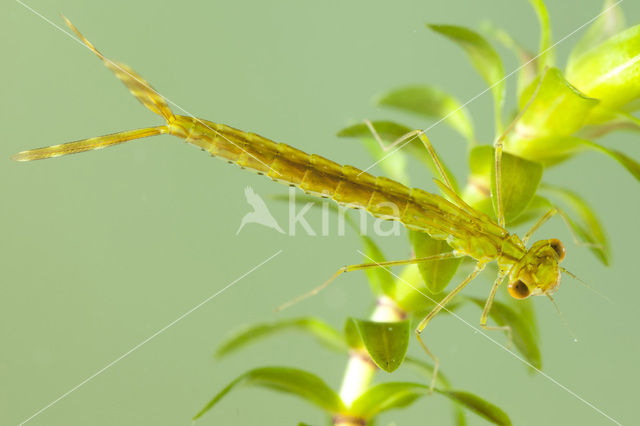 Noordse winterjuffer (Sympecma paedisca)