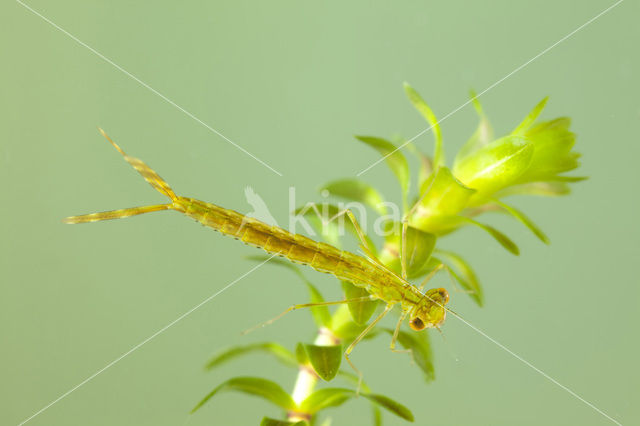 Noordse winterjuffer (Sympecma paedisca)