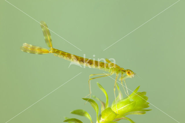 Siberian winter Damselfly (Sympecma paedisca)