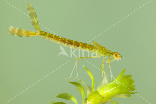 Siberian winter Damselfly (Sympecma paedisca)