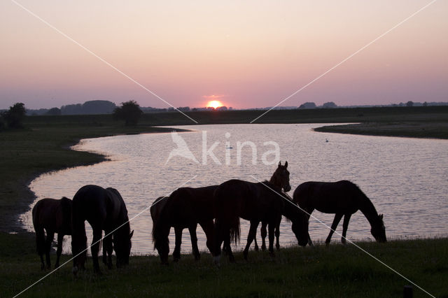 Paard (Equus spp)