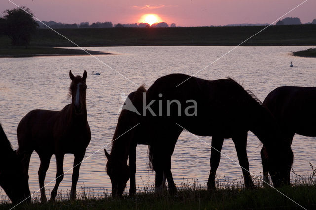 Paard (Equus spp)