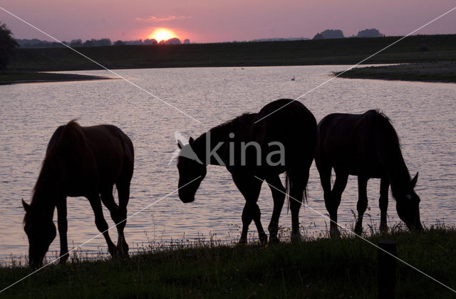 Paard (Equus spp)