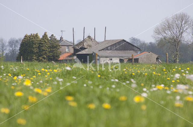 Common Dandelion (Taraxacum vulgare)