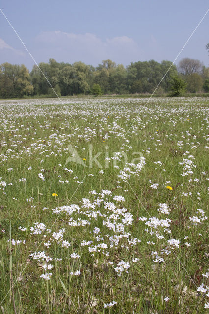 Paardenbloem (Taraxacum vulgare)