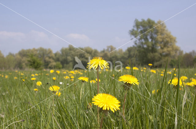 Paardenbloem (Taraxacum vulgare)