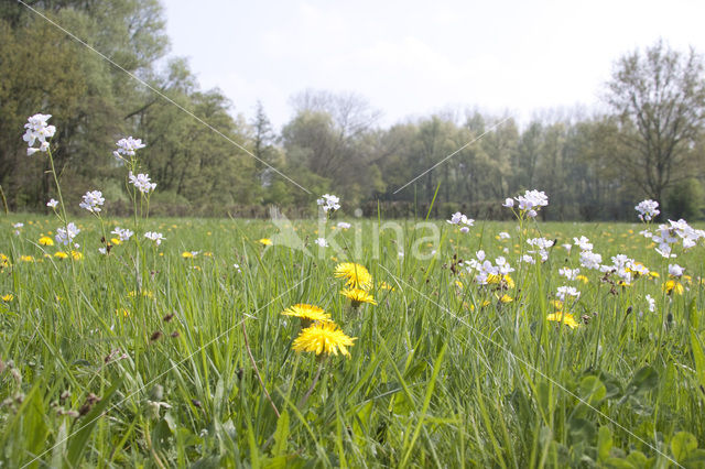 Paardenbloem (Taraxacum vulgare)