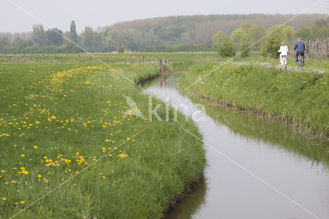 Common Dandelion (Taraxacum vulgare)