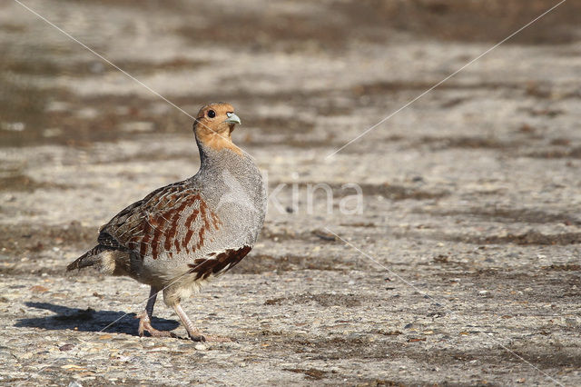 Grey Partridge (Perdix perdix)