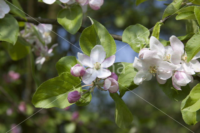 Pear (Pyrus spec.)