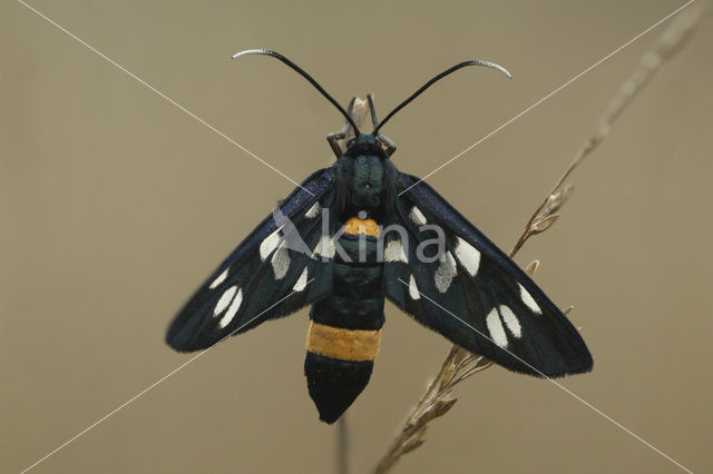 Nine-spotted Moth (Amata phegea)