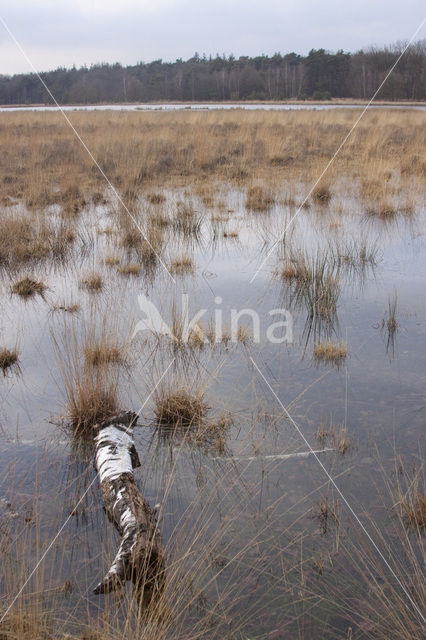 Pijpestrootje (Molinia caerulea)