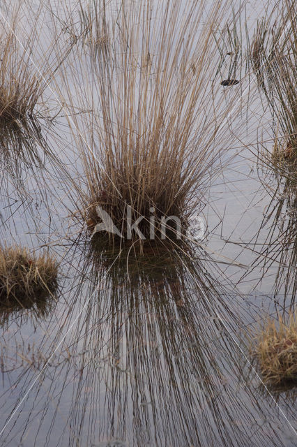 Purple Moor-grass (Molinia caerulea)