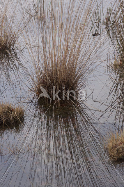 Pijpestrootje (Molinia caerulea)