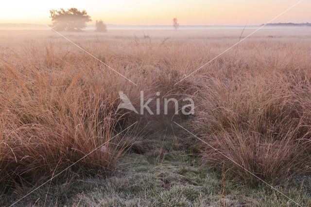 Pijpestrootje (Molinia caerulea)