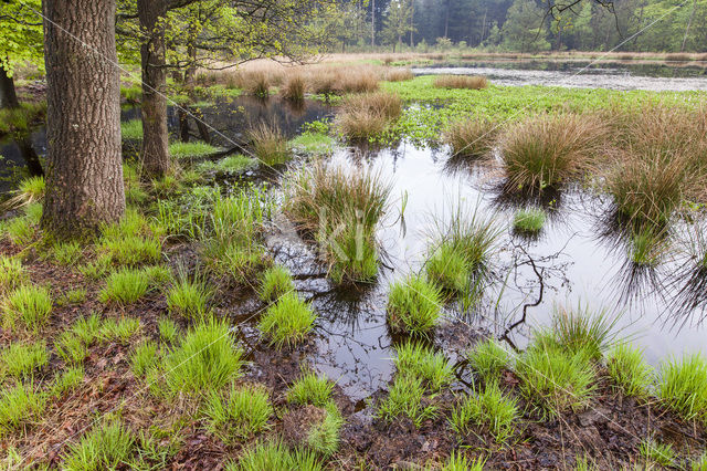 Purple Moor-grass (Molinia caerulea)