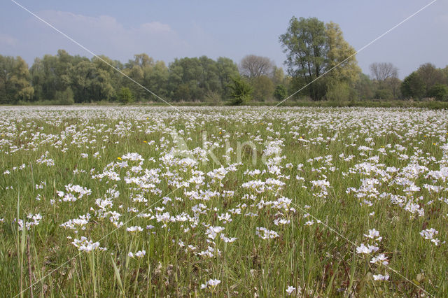 Pinksterbloem (Cardamine pratensis)