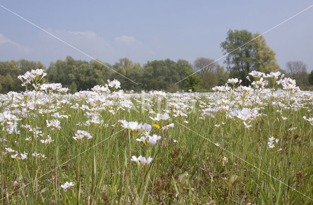 Pinksterbloem (Cardamine pratensis)