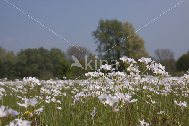 Pinksterbloem (Cardamine pratensis)