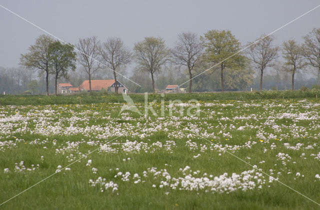 Pinksterbloem (Cardamine pratensis)